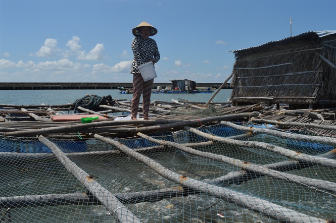 Sức sống đảo khơi