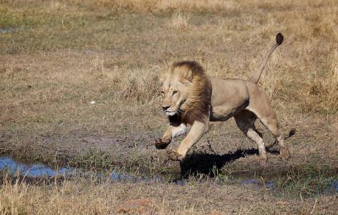 sư tử chuyển giới