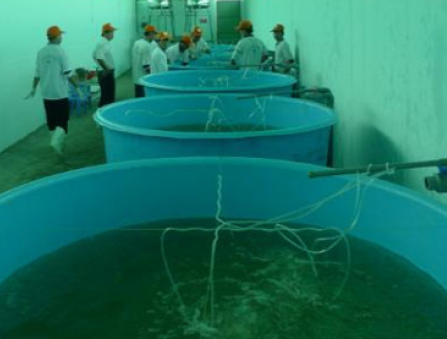 Sản xuất cá tra giống