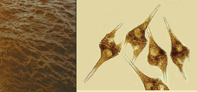 hình ảnh tảo giáp trong ao tôm