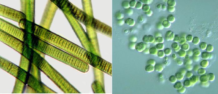 tảo lam trên kính hiển vi