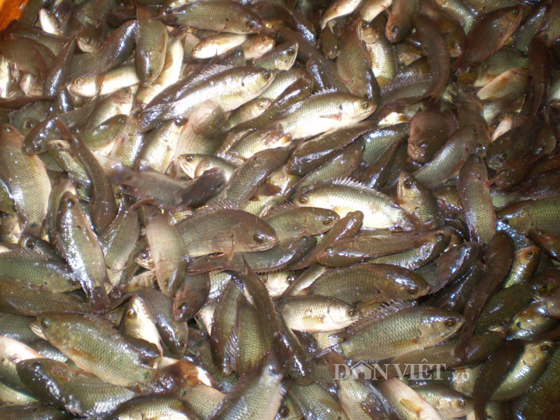 thành quả lao động