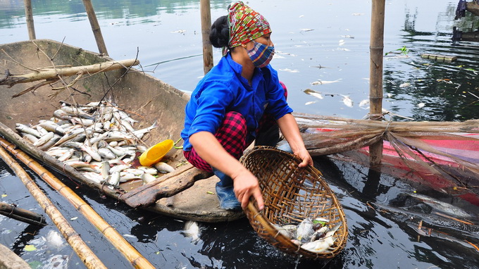 thu dọn xác cá