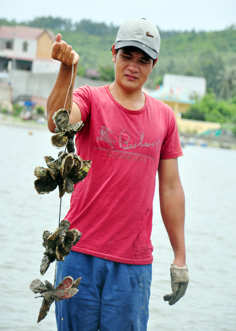 thu hàu sữa