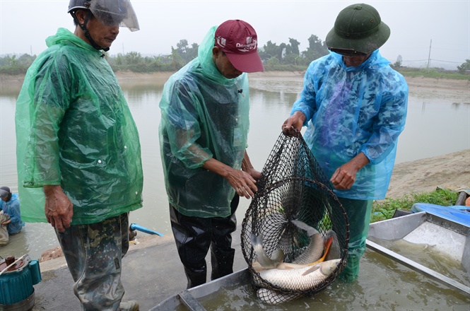 Nuôi trồng thủy sản, môi trường nuôi, ô nhiễm môi trường nuôi, vùng nuôi thủy sản