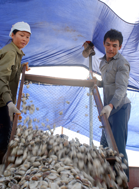 Thu hoạch ngao thương phẩm.