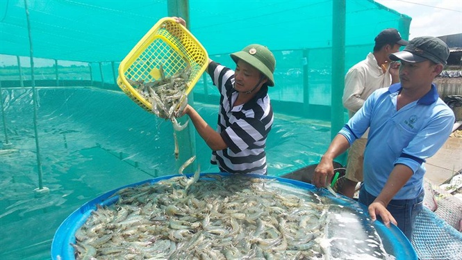 nuôi tôm ở ĐBSCL, nuôi tôm, nuôi tôm thâm canh, nuôi tôm quảng canh, tôm - lúa, nuôi tôm công nghiệp