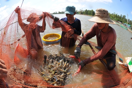thủy sản, thu hoạch tôm càng xanh, nuôi tôm càng xanh, nuôi tôm Đồng Tháp