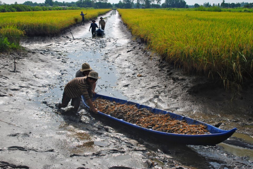 thiếu con giống, mùa nước lợ, nuôi tôm