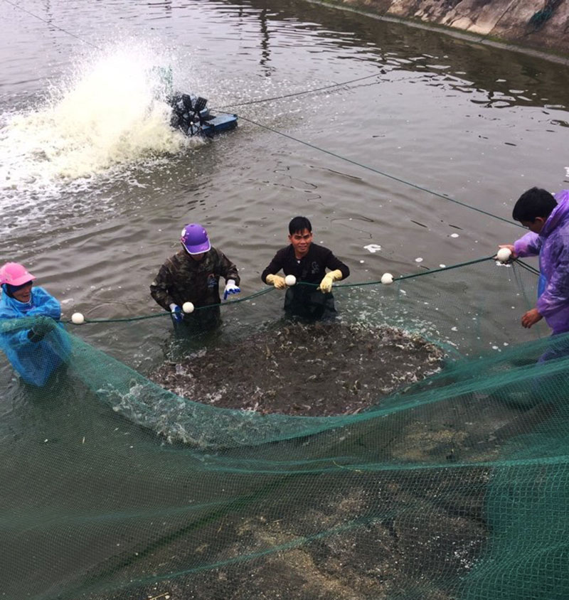 nuôi tôm Móng cái, tôm thẻ chân trắng, cua, ghẹ, thủy sản, nghề nuôi thủy sản