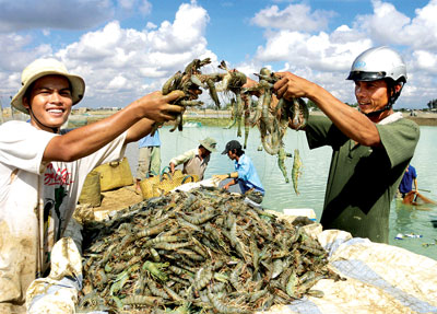 Thu hoạch tôm ở Đồng bằng sông Cửu Long