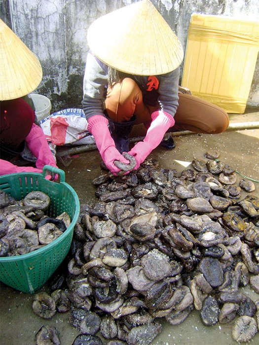 thu mua banh lông