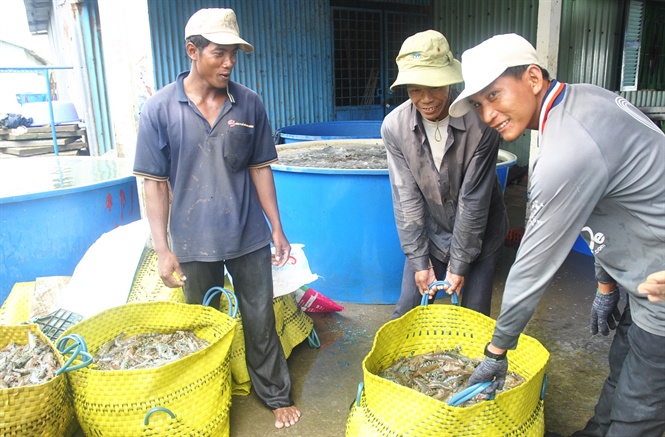 giá tôm, giá tôm thẻ, giá tôm sú, thủy sản, dự báo giá tôm, xuất khẩu tôm