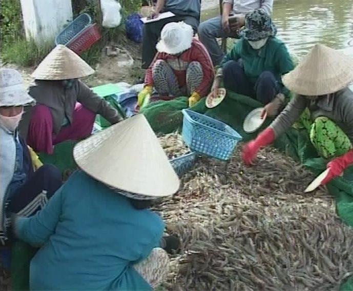 thu mua tôm chân trắng