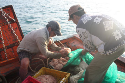 Tàu ông Thi thu mẻ ruốc đầu năm.