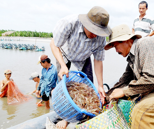 thu tôm Nhà Bè