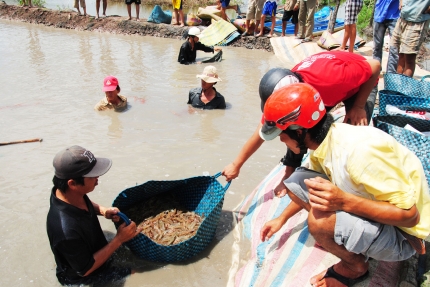  Sau thời gian nuôi hơn 2 tháng, trên 1 ha, anh Nguyễn Văn Hiền thu hoạch tôm thẻ chân trắng lãi trên 200 triệu đồng.