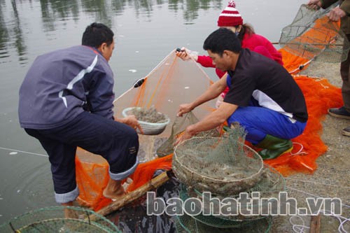 Gia đình anh Trần Huy Linh thu hoạch tôm xuân hè. Ảnh: Hữu Trung