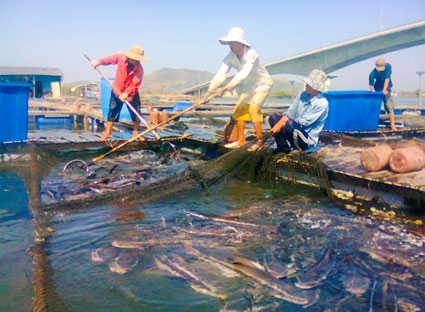 thu hoạch cá bóp