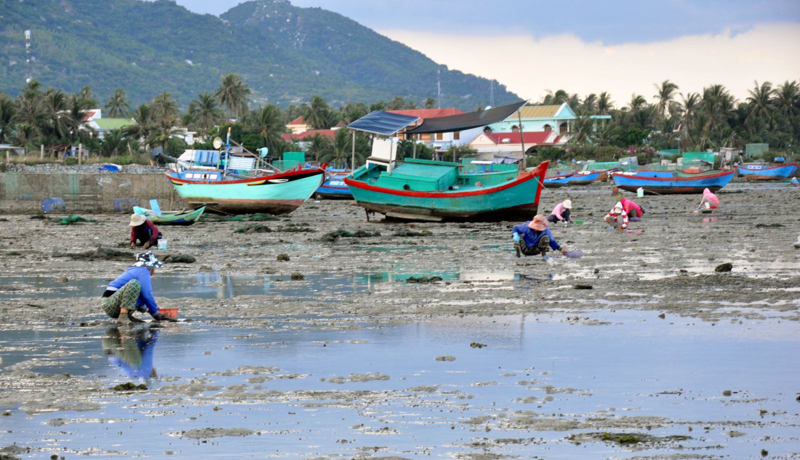 thức ăn tôm hùm, thức ăn cho tôm, nuôi tôm, nuôi tôm hùm