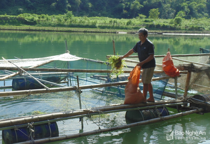 thủy sản sạch, nuôi cá ở Con Cuông, thủy sản sạch ở Con Cuồng, cá lồng