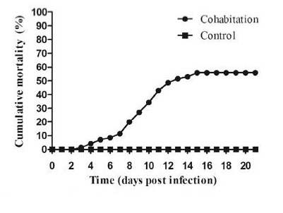 TiLV trên cá rô phi, bệnh trên cá, con đường lây lan TiLV, Tilapia Lake Virus (TiLV)