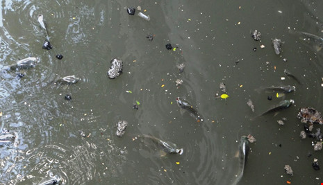 Kỳ công “tỉa” cá trên kênh Nhiêu Lộc – Thị Nghè