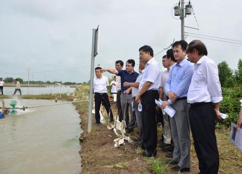 tiết kiệm điện trong nuôi tôm, nuôi tôm Sóc Trăng, mô hình nuôi tôm