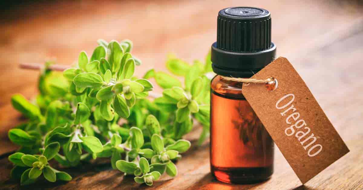 oregano, tinh dầu kinh giới, cây kinh giới trên cá, tác dụng kinh giới với cá