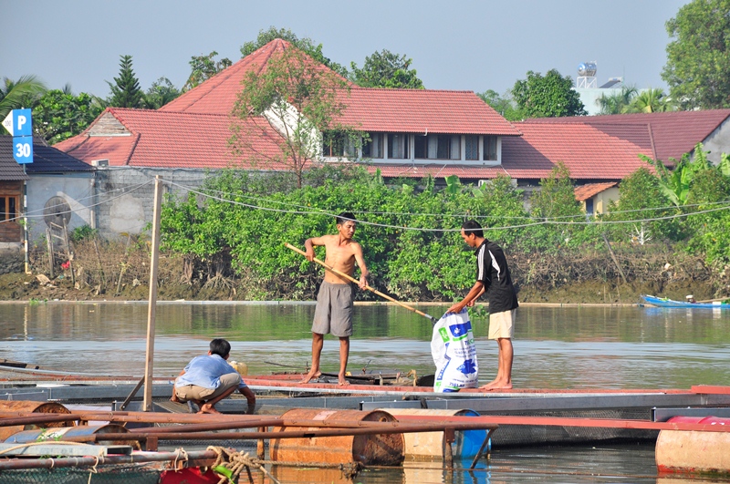 tình trạng cá chết