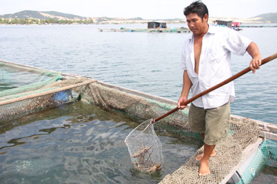 tôm hùm bệnh khánh hòa