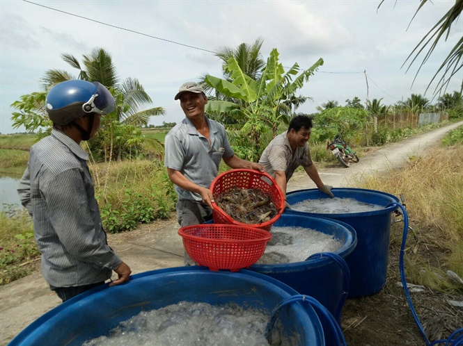 tôm giống, tôm càng xanh, tôm càng xanh giống, tôm giống Trà Vinh