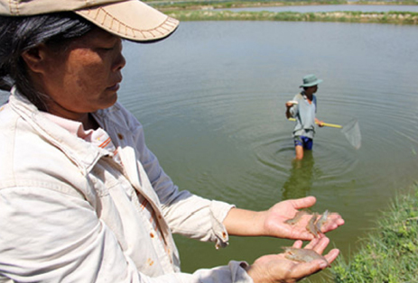 Tôm chết - Ảnh : Đại Đoàn Kết