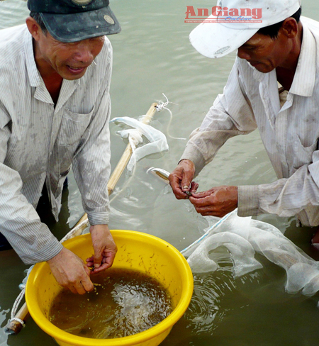 tom giong an giang