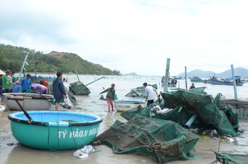 tôm hùm, thiệt hại thủy sản do bão, thiệt hại tôm hùm do bão, nuôi tôm hùm, giá tôm hùm, vùng nuôi tôm hùm, kỹ thuật nuôi