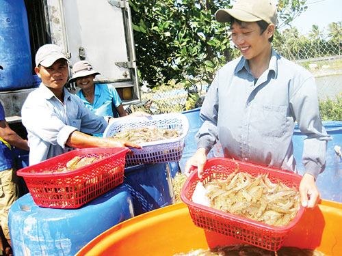 tôm thẻ Sóc Trăng