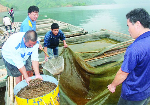 trại cá lồng