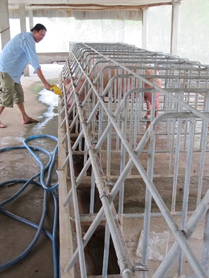 Ông Bảy Cao trong trại heo hiện đại càng nuôi càng lỗ. Ảnh: Tiến Hưng.