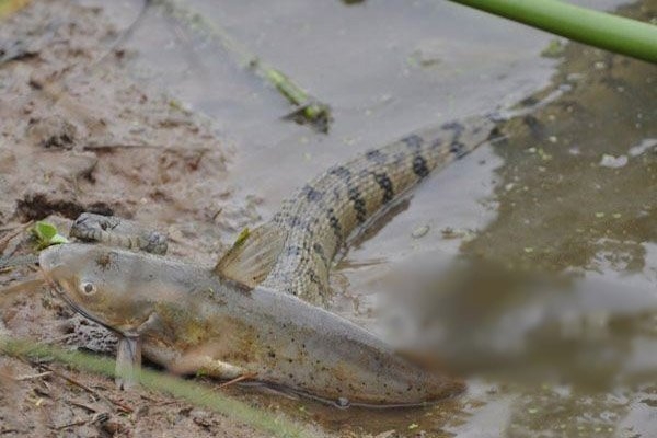 Theo các chuyên gia lý giải việc trăn quyết định chọn cá làm con mồi là để 