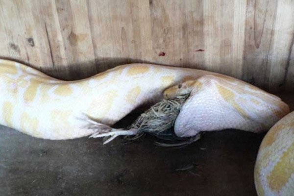 Sự háu ăn của loài trăn đã được ghi nhận qua nhiều trường hợp khi loài vật này chết ngay sau khi vừa ăn 