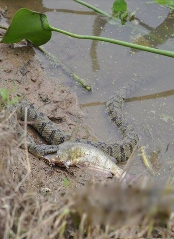 Việc nguồn thức ăn bị ảnh hưởng do yếu tố môi trường thay đổi, ô nhiễm cũng đã khiến cho nhiều loại động vật phải thay đổi nguồn thức ăn để có thể duy trì cuộc sống là nguyên nhân được nhiều nhà khoa học đưa ra khi giải thích về câu chuyện lạ này...