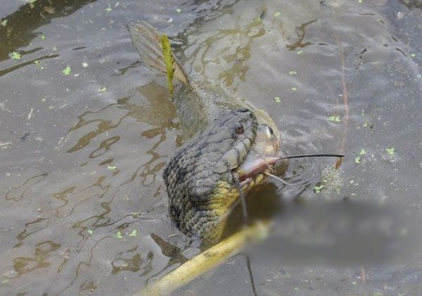 Con cá xấu số trở thành miếng mồi ngon trong miệng con trăn háu đói.