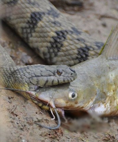 Thế nhưng thật không may mắn cho nó do con cá da trơn có kích thước khá lớn so với con trăn đồng thời lớp da như bôi mỡ của nó khiến con trăn dù chật vật vẫn khó có thể nuốt trôi con mồi...