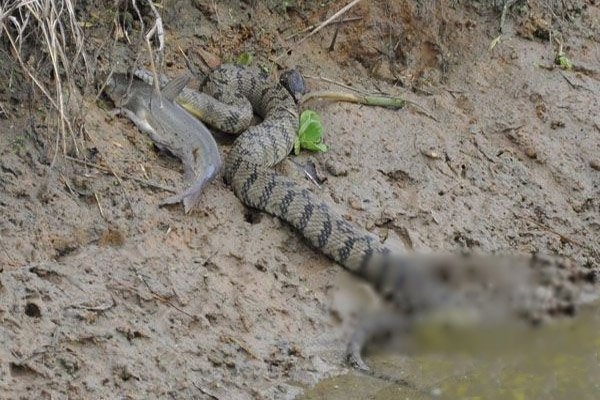 săn đuổi con mồi