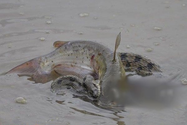 Hình ảnh độc đáo về việc trăn chọn cá làm con mồi ưa thích của mình...