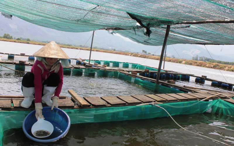 Sản xuất giống, sản xuất giống cá, giống cá bè đưng, thủy sản, giống cá bè vàng, sản xuất giống cá bè vàng