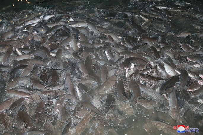 trại nuôi cá da trơn Sunchon, trại nuôi cá tra, nuôi cá da trơn, trại nuôi cá Triều Tiên