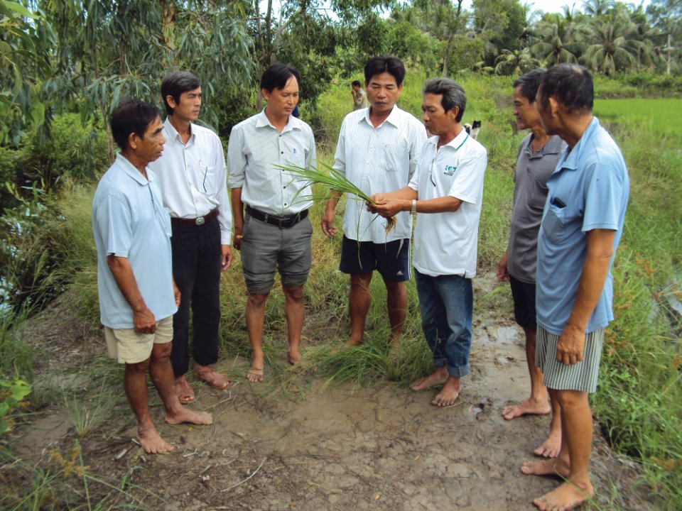 mô hình tôm lúa, trồng lúa trên đất nuôi tôm, nuôi tôm kết hợp trồng lúa, tôm lúa