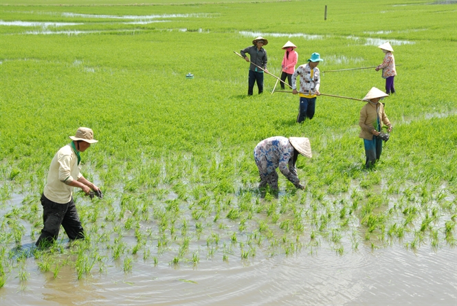 trồng lúa