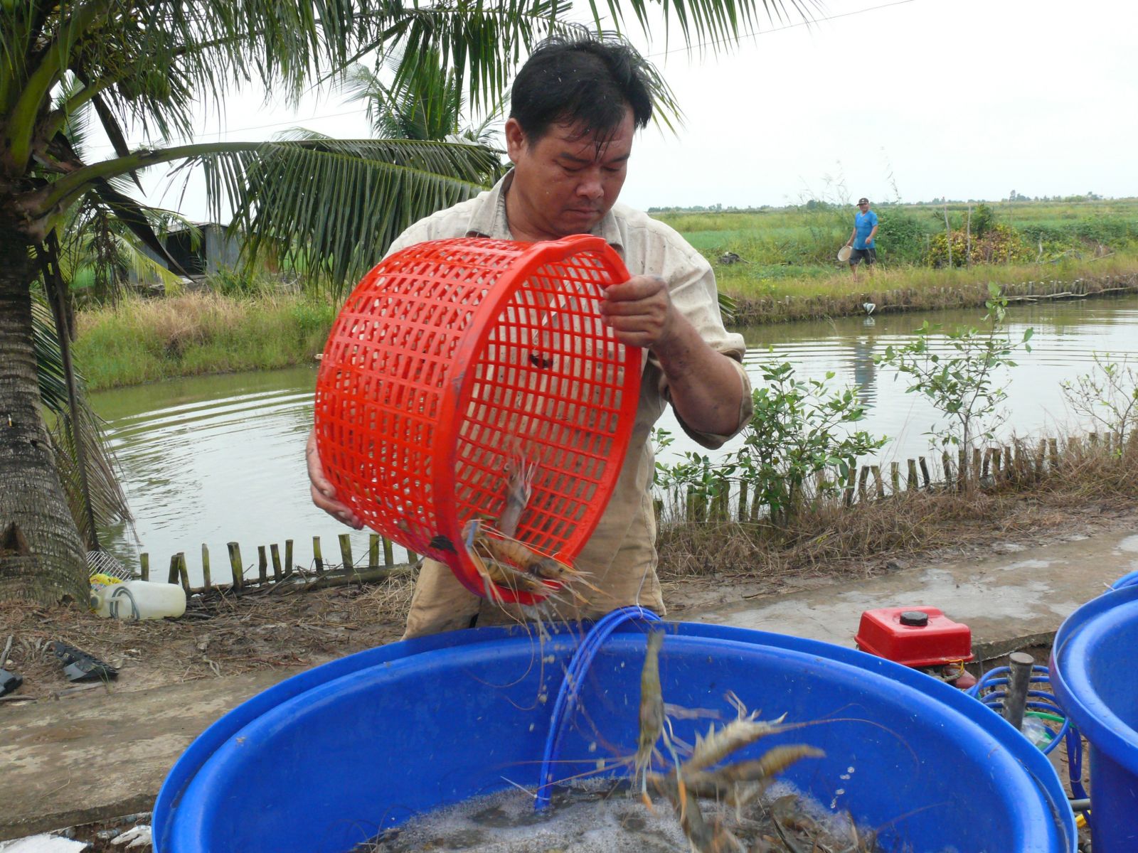 tôm càng xanh, thu hoạch tôm càng xanh, nuôi tôm càng xanh, tôm càng xanh xen canh trong ruộng lúa